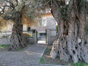 La casa degli ulivi